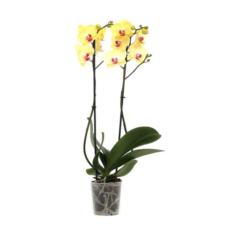 Yellow Orchid Plant product1395
